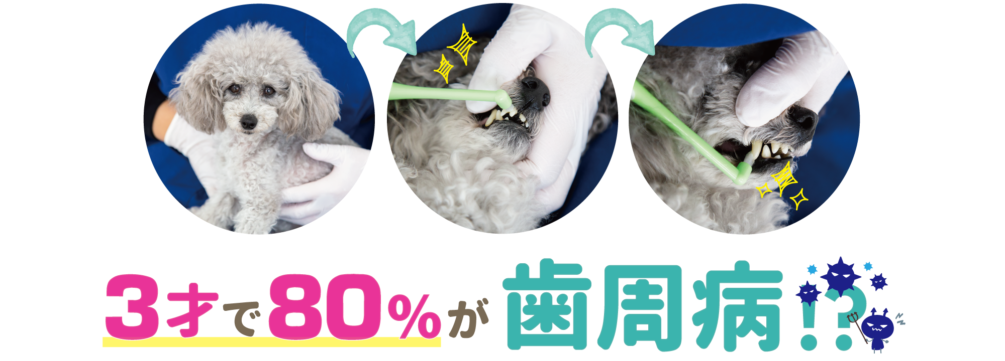 犬の歯周病